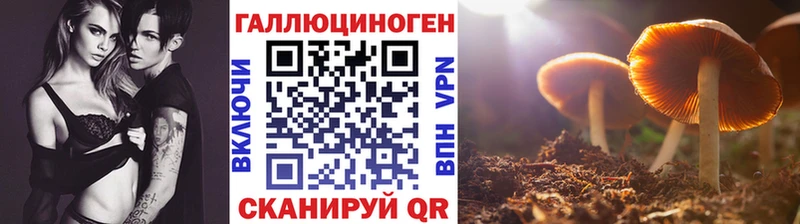 Галлюциногенные грибы Psilocybine cubensis  Торопец 